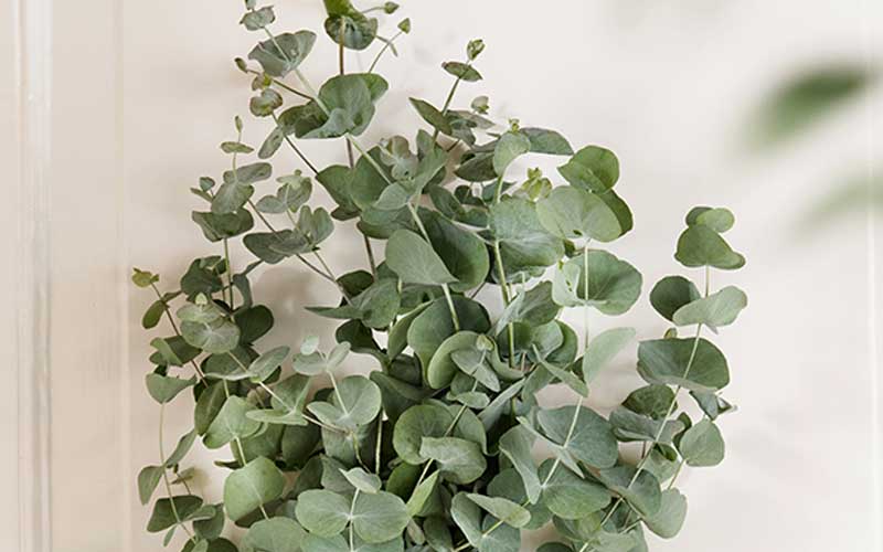 Eucalyptus plant waarvan de olie gewonnen wordt. 